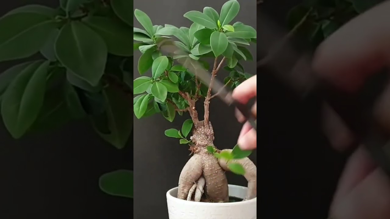 Удаление красных побегов на моем фикусе женьшене #ficusginseng #ficusmicrocarpa #bonsaitree