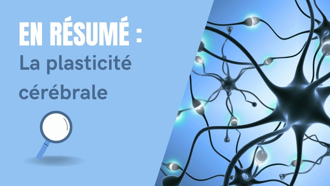 Quand le cerveau s'adapte : la plasticité  - UNIS