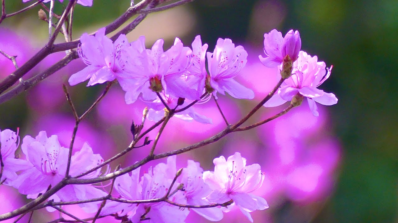 鹿児島市で一期一会｜3月5日 若紫色に輝く満開のイワツツジ🌸鹿児島県民交流センターへ （^^) Shot on Panasonic LUMIX DMC-FZ200