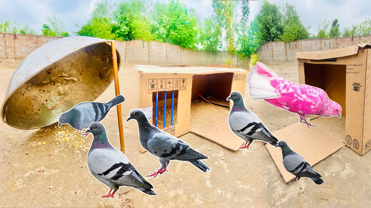 3 Traps Pigeon Traps Usnig Cardboard With Big Poot @qbtraps