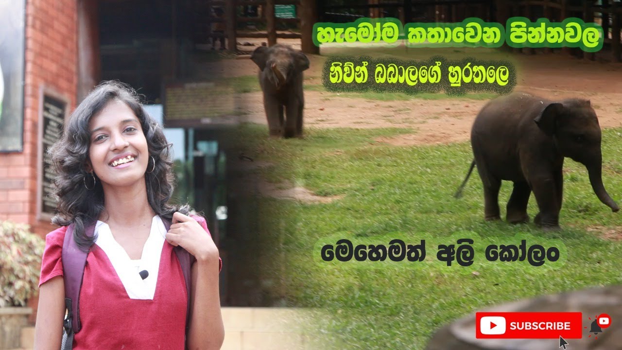 Pinna Wala elephant orphanage |හැමෝම කතාවෙන පින්නවල නිවුන්නුගෙ හුරතලේ😍| Vlog #02