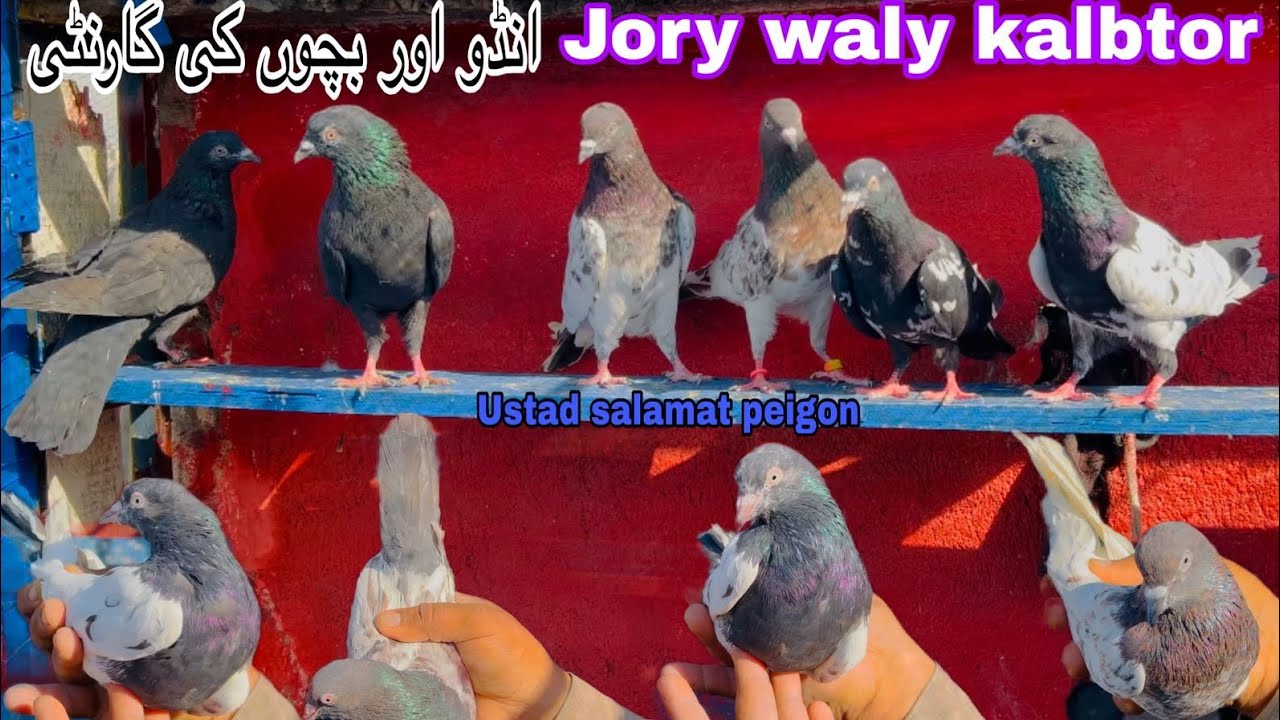 New collection of breader pair || ustad salamat peigon