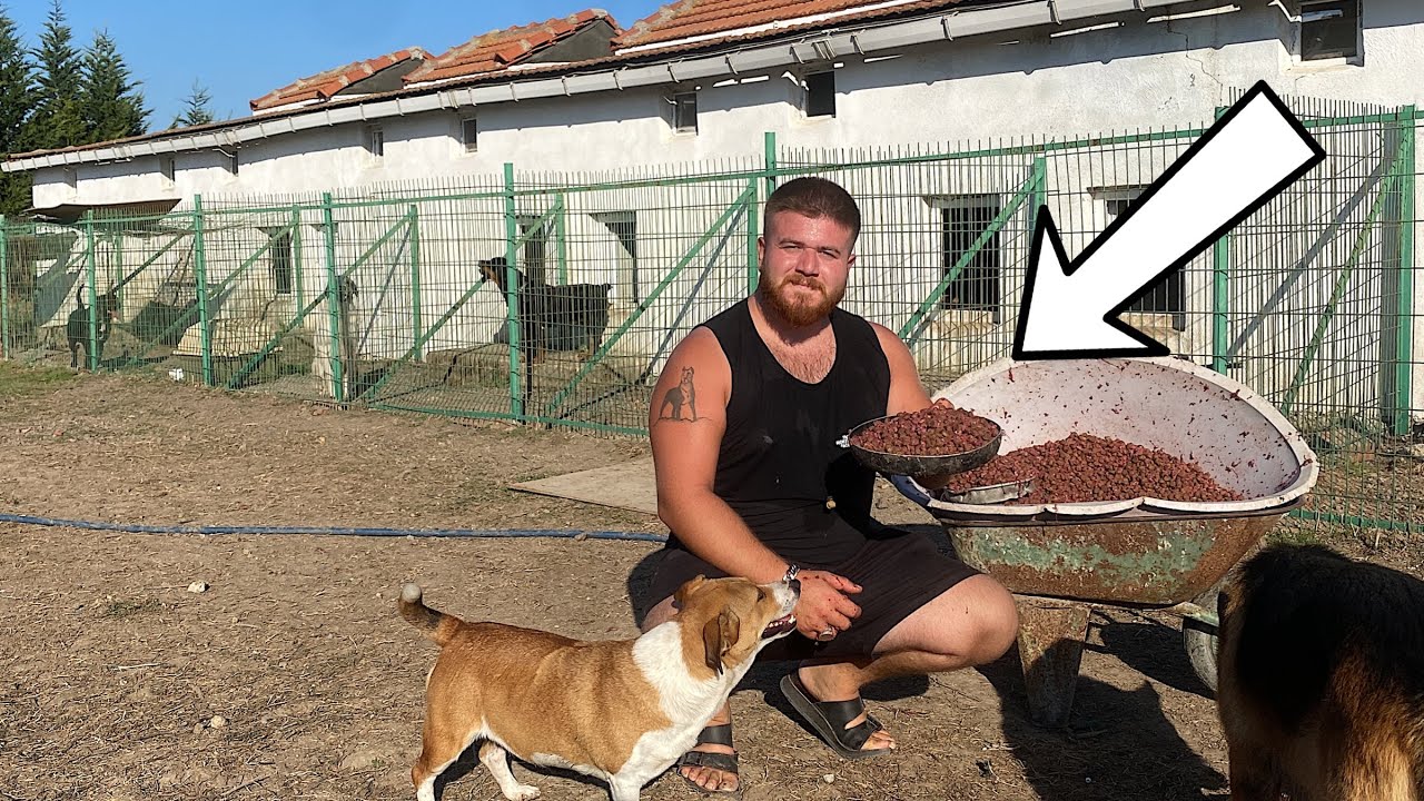 KÖPEKLERİME ET ZİYAFETİ YAPTIM!