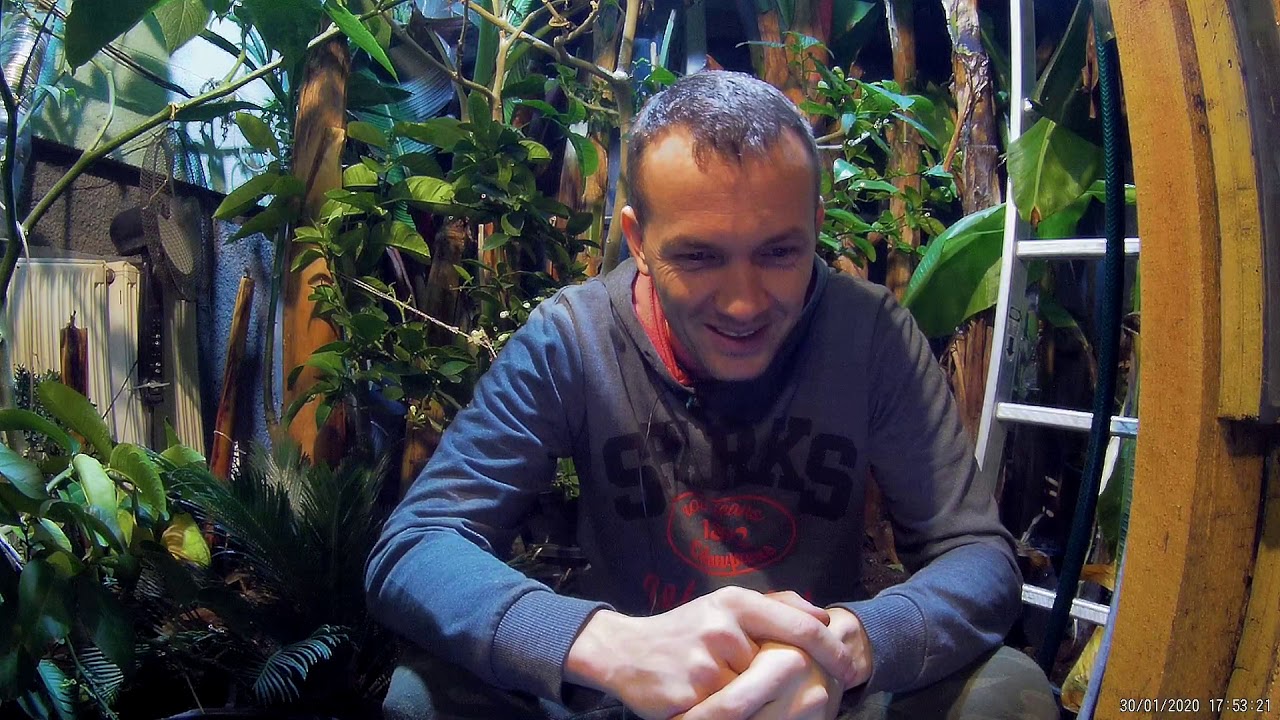 Kiedy oddzielać odrosty banana,  jesienią czy wiosną ? basjoo, sikkimensis, acuminata ? Poradnik.