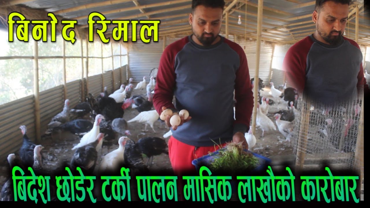 successful farmer | palan nepal |turkey farming in nepal