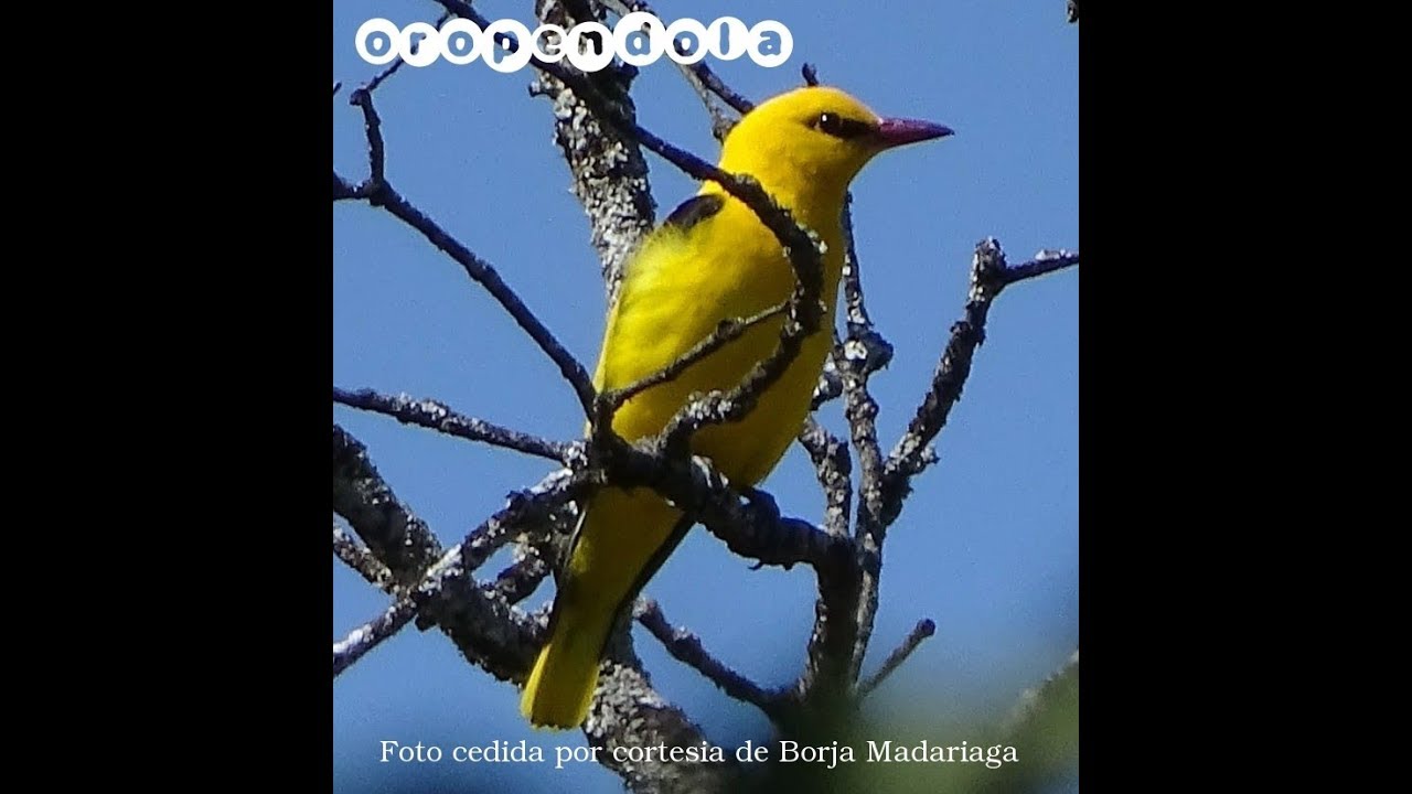 OROPENDOLA EUROPEA IES LARRA