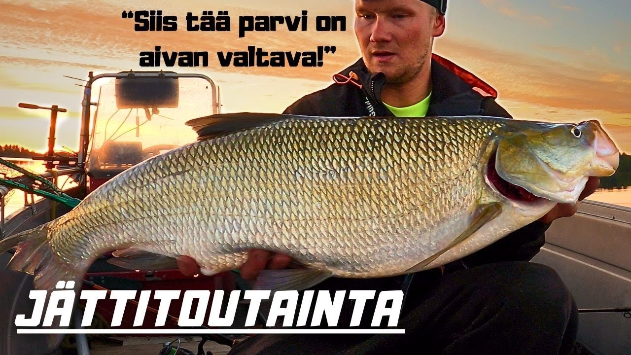 JÄÄTÄVÄ TOUTAINPARVI JÄRVELLÄ | ISOA KALAA KÖYTENÄÄN