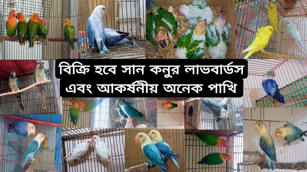 বিক্রি হবে সান কনুর লাভবার্ডস এবং আকর্ষনীয় অনেক পাখি /#birds #lovebirds #parrot #pets #viralvideo