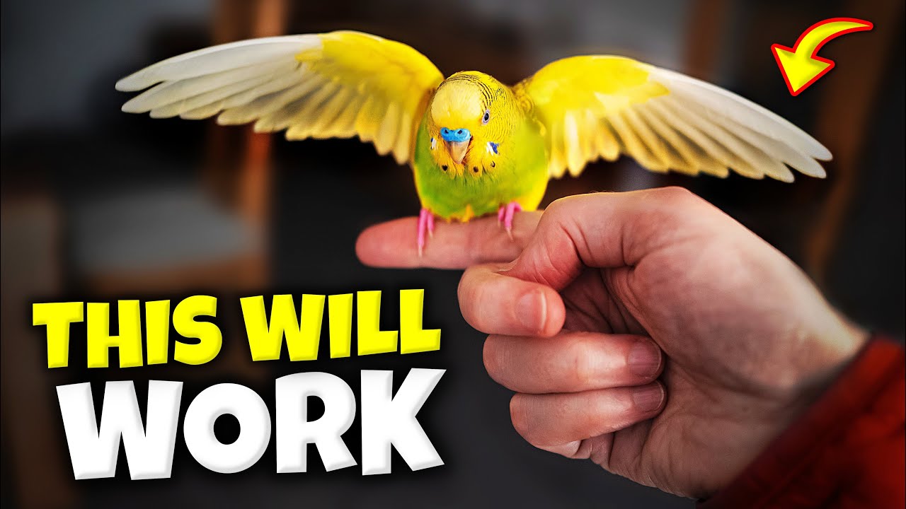 How to Tame your bird and BOND with it