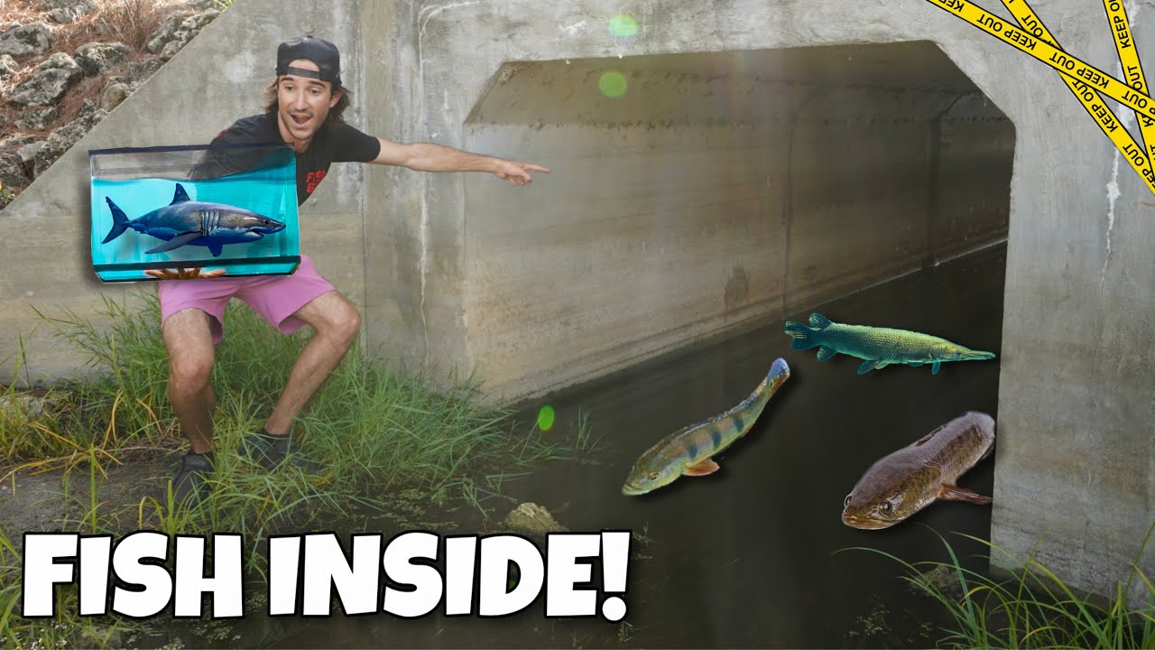 Catching CREATURES Inside HIDDEN TUNNEL For My SHARKS!!
