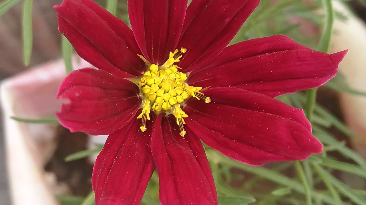 Garden Sunday Update 🌿 | Phool, Nayi Kaliyan Aur Greenery