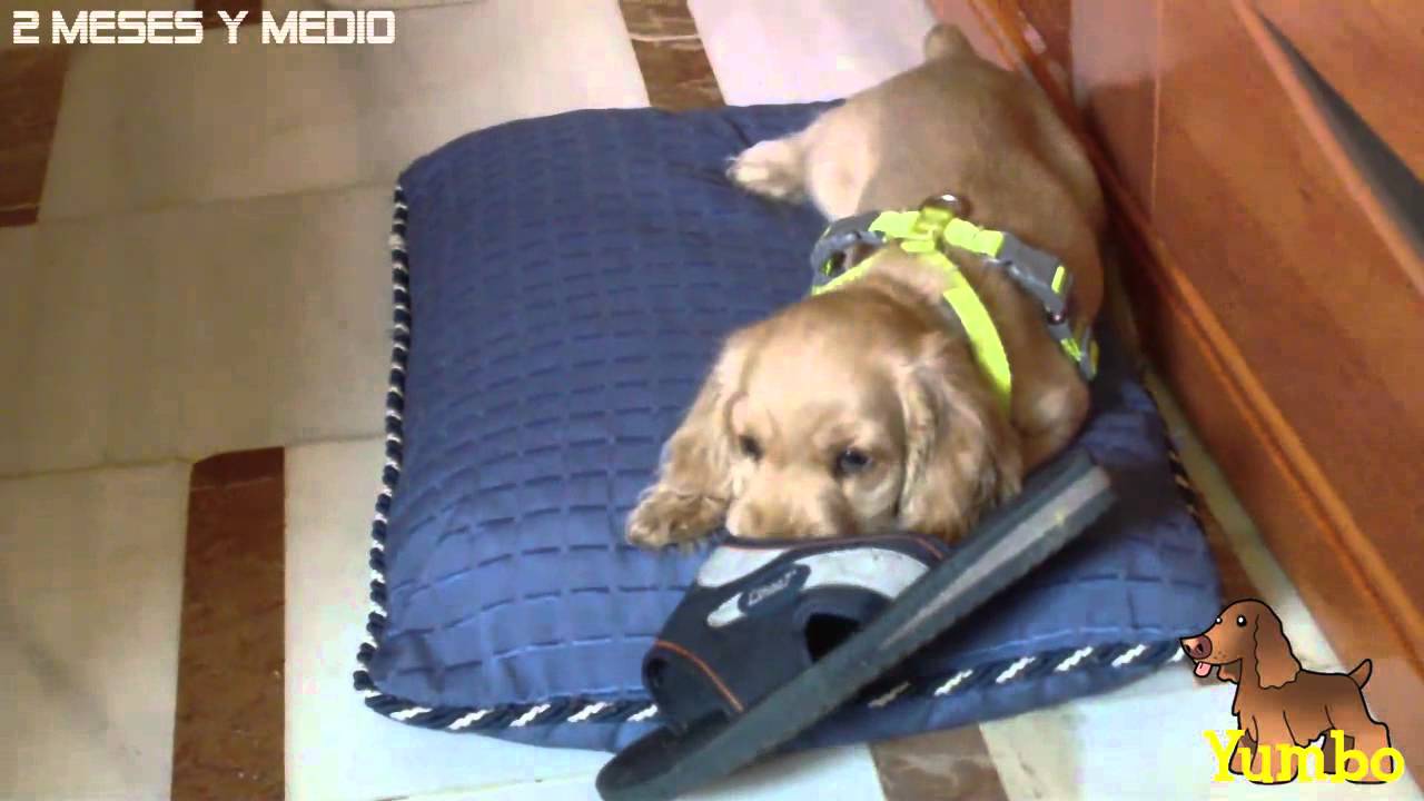 Cocker Inglés YUMBO (Crecimiento) 2 Meses y Medio 