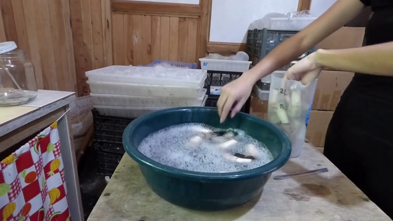 Cultivo in vitro de tejidos vegetales: banano