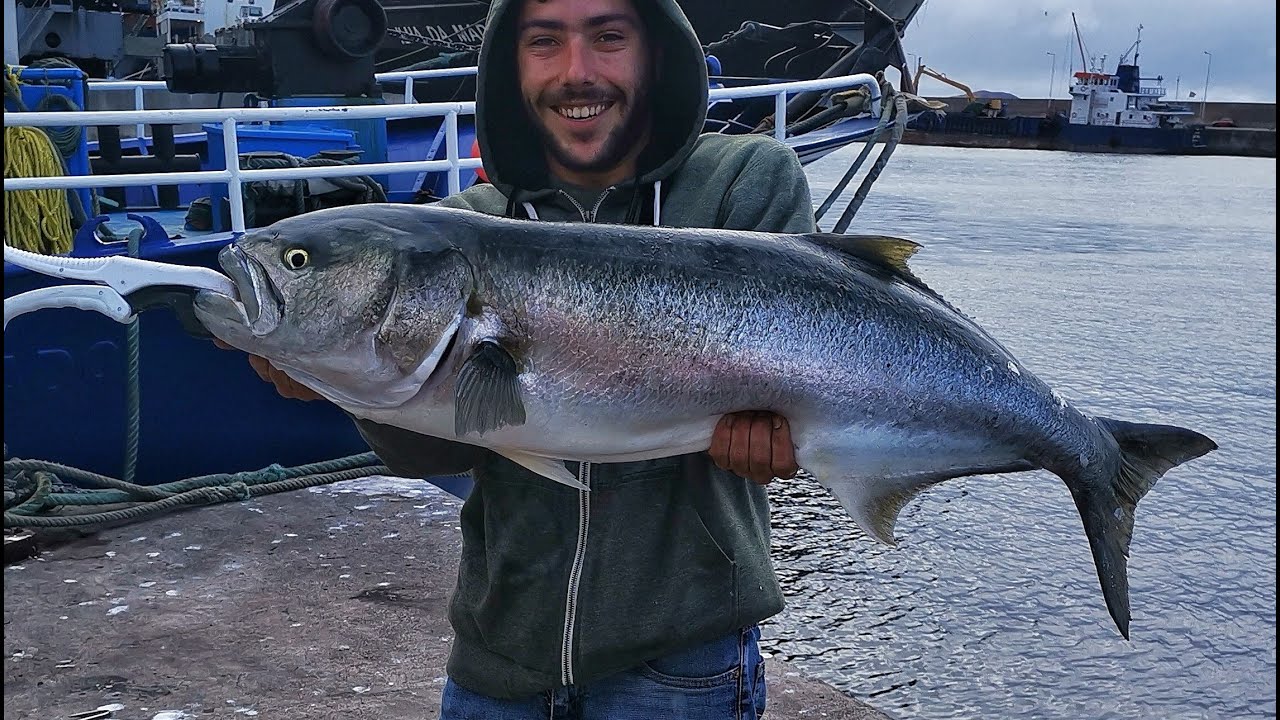 Fishing Madeira Island: XXL Bluefish/Anchova XXL (10.4kg/ 22.9lbs)