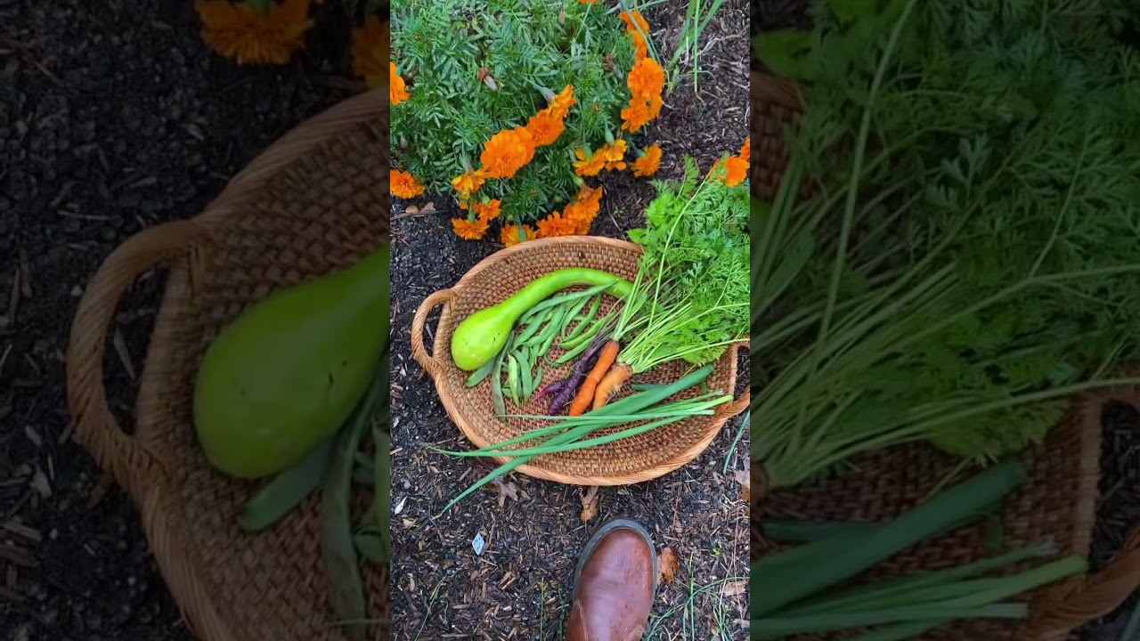 Garden harvest + stir fry dinner w fried rice #growyourownfood #gardenharvest #gardentotable #dinner