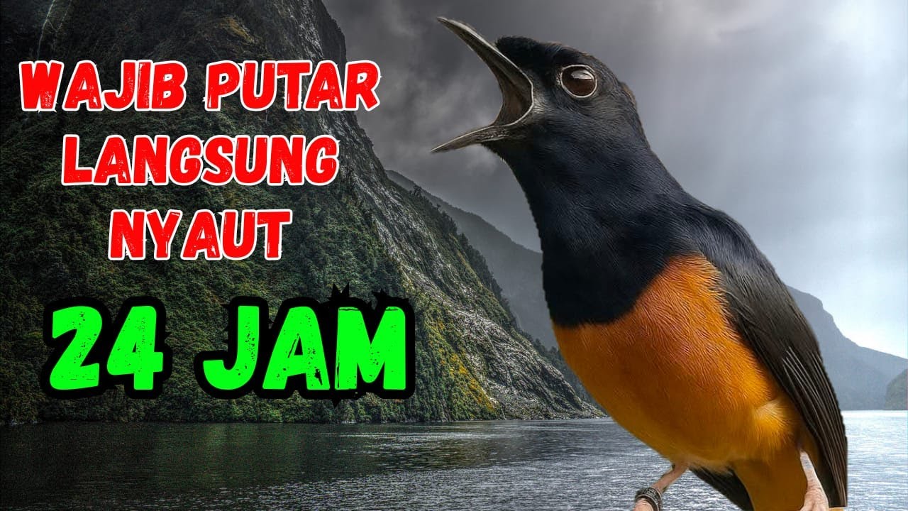 Malam Sore Pagi Pancingan Murai Batu GACOR AMPUH jadikan murai batu cepat gacor NYAUT bunyi