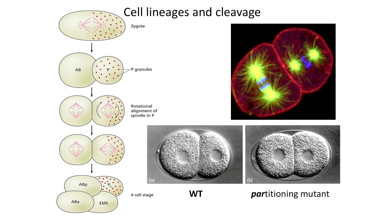 C  elegans development