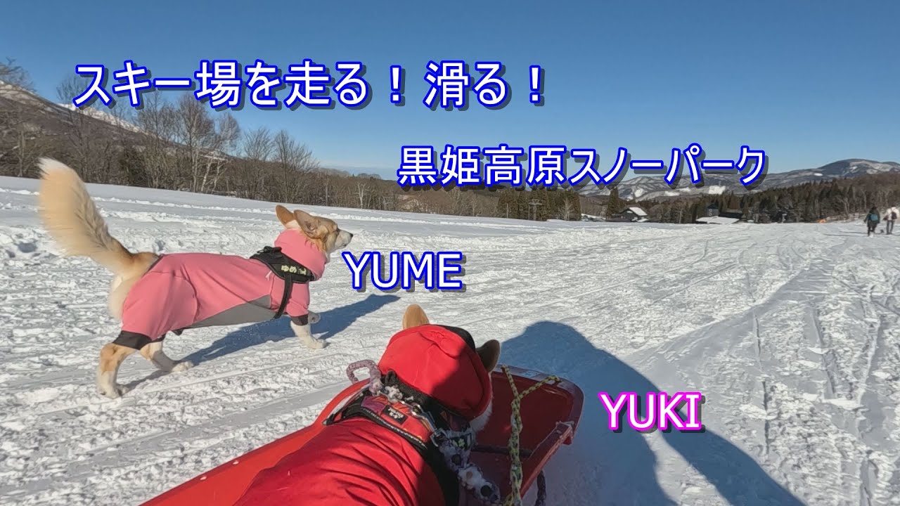 雪の黒姫高原を爆走！コーギーのゆき・ゆめ　Corgis Yuki & Yume Having Fun in the Snow at Kurohime Kogen.