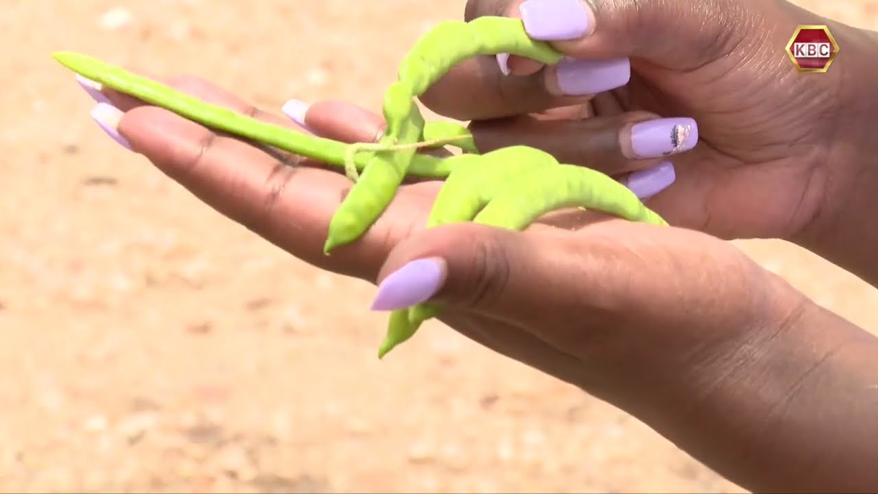 Mathenge Weed I Blessing or Curse  to Turkana Community?