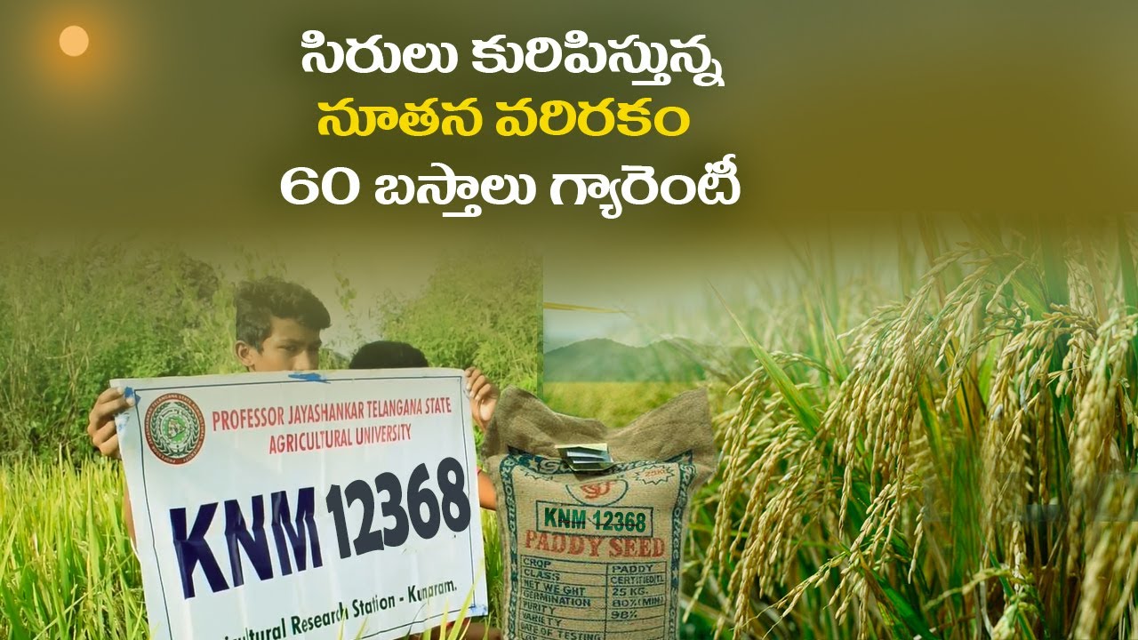 KNM 12368 Paddy Cultivation Telugu | KNM 12368  Paddy Seeds | Paddy Cultivation