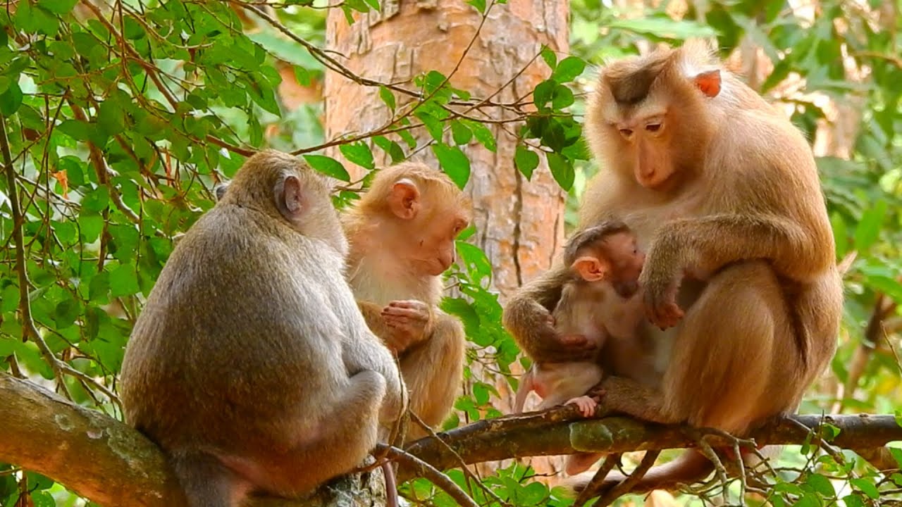 Mother Tired Of Taking Care Of Her Child On The Tree | Jungle Baby Monkey Life After Birth