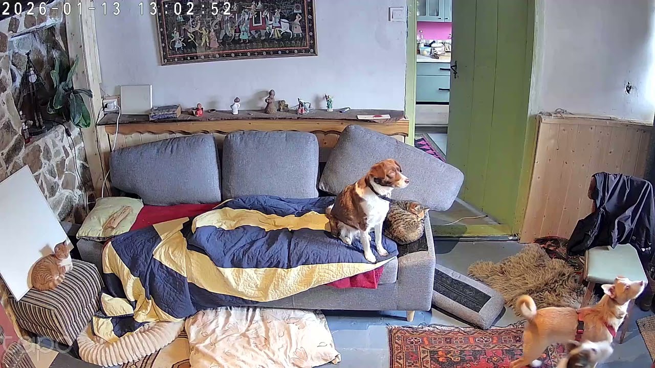 Dogs' reaction to Agnieszka having gone running