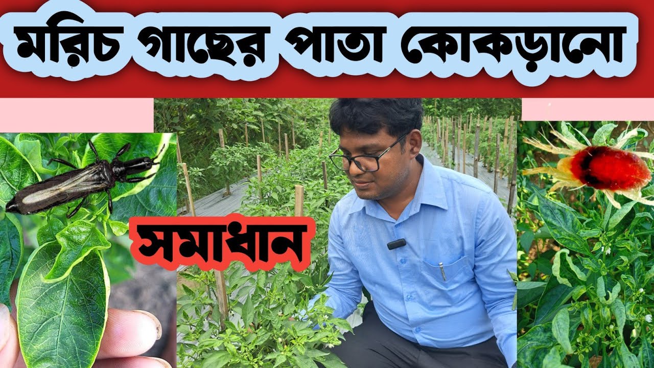 মরিচ গাছের পাতা কোকড়ানো সমাধান। Chilli leaf curl problem solve