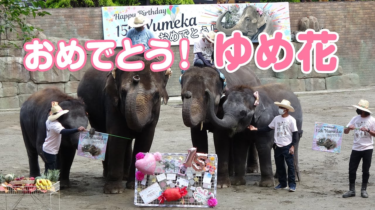 おめでとう♡ ゆめ花15歳の誕生日パーティー♪ 市原ぞうの国（2022/5/3）