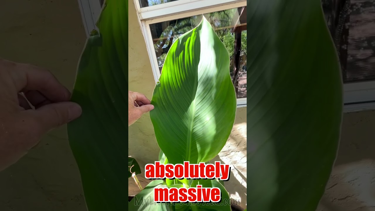 Растения вырастают до БЕЗУМНЫХ размеров благодаря меди &mdash; результаты электрокультуры &mdash; #электрокул...