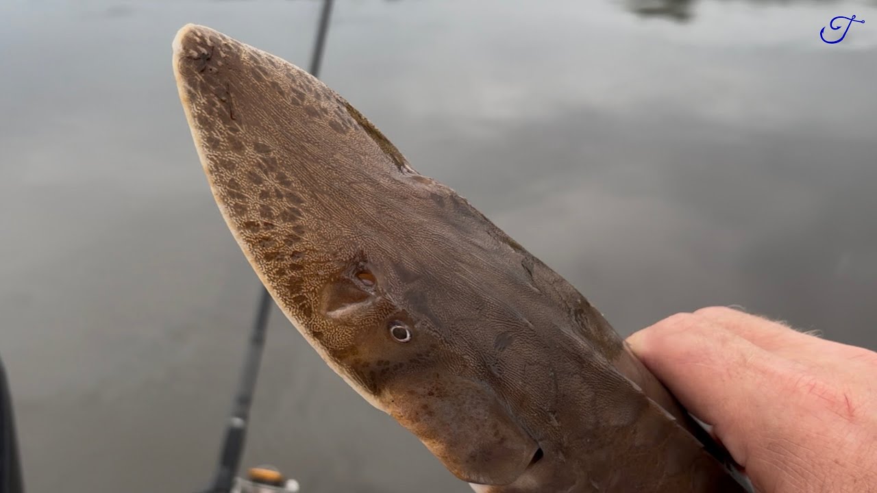 The Smallest Sturgeon Species - Quest Ep. 4: Shovelnose Sturgeon (Scaphirhynchus platorynchus)
