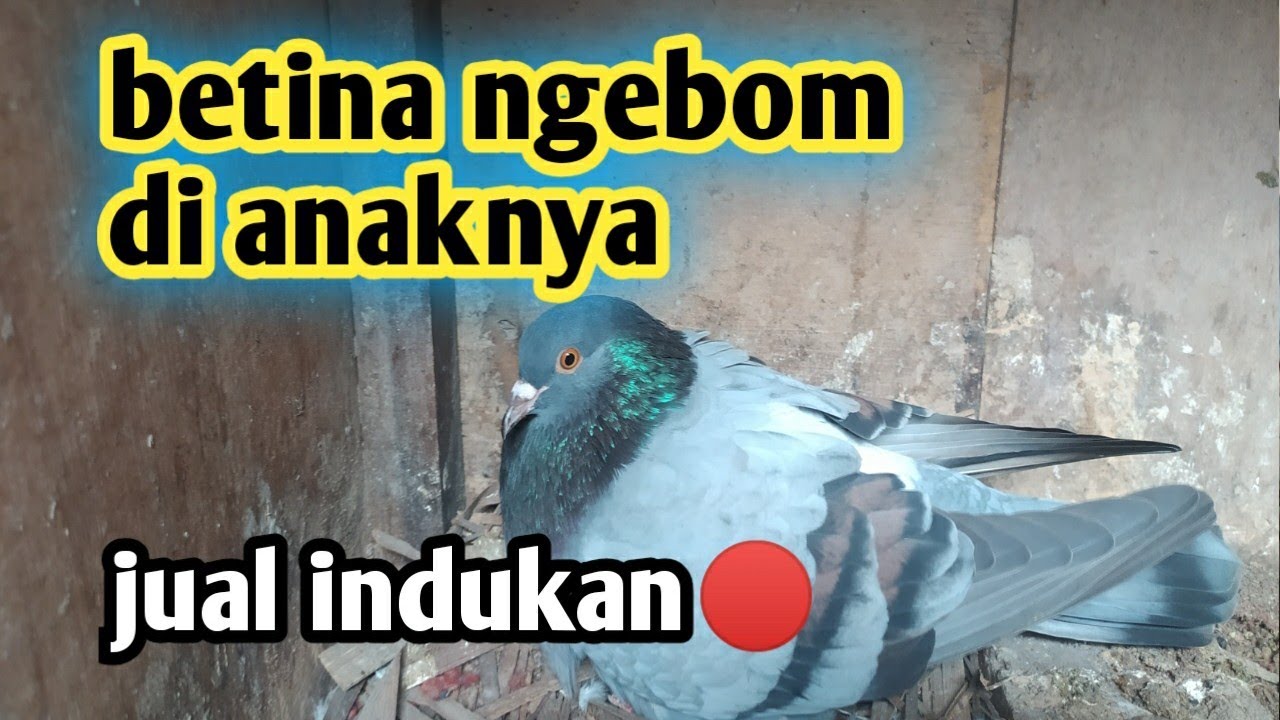 🔴ciri merpati betina terbagus buat indukan !!!  rabaan merpati betina ternak FEMALE DOVE
