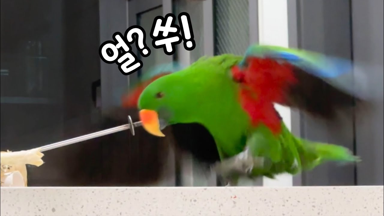 [지구/쫑알] 원래 앵무새가 이렇게 노는거 맞죠?