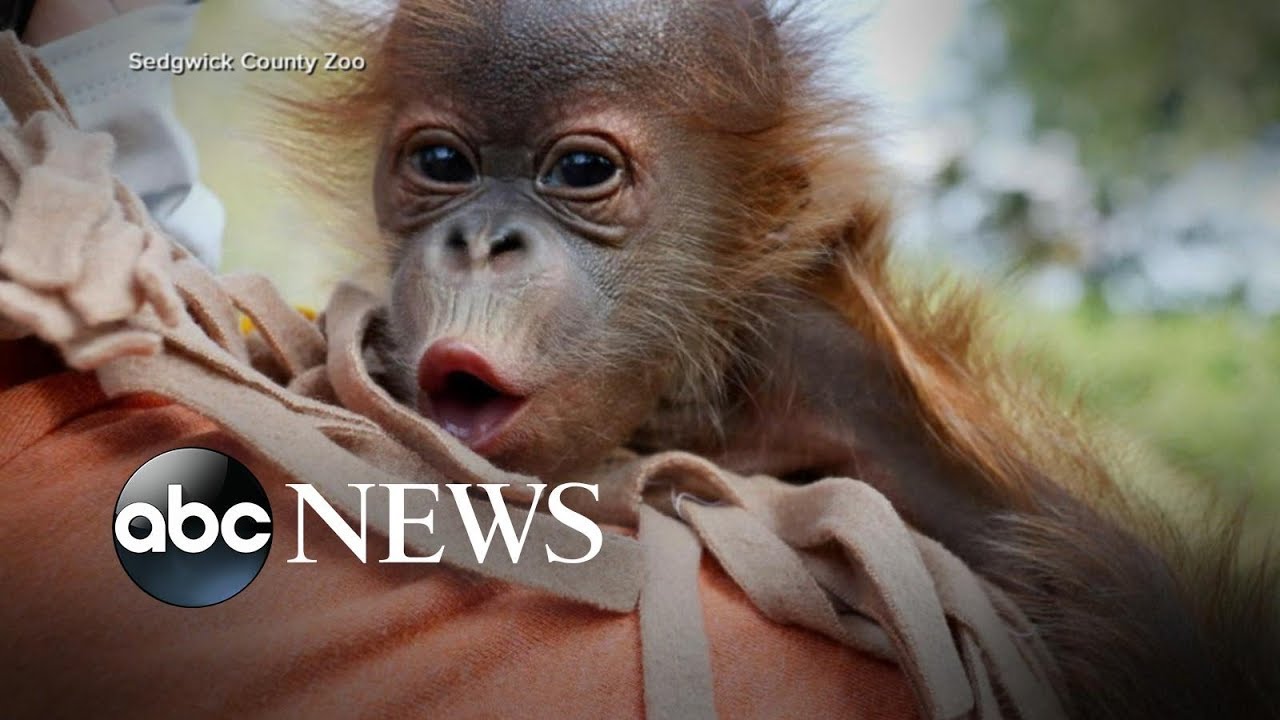 Vets call OB-GYN during orangutan's labor complications
