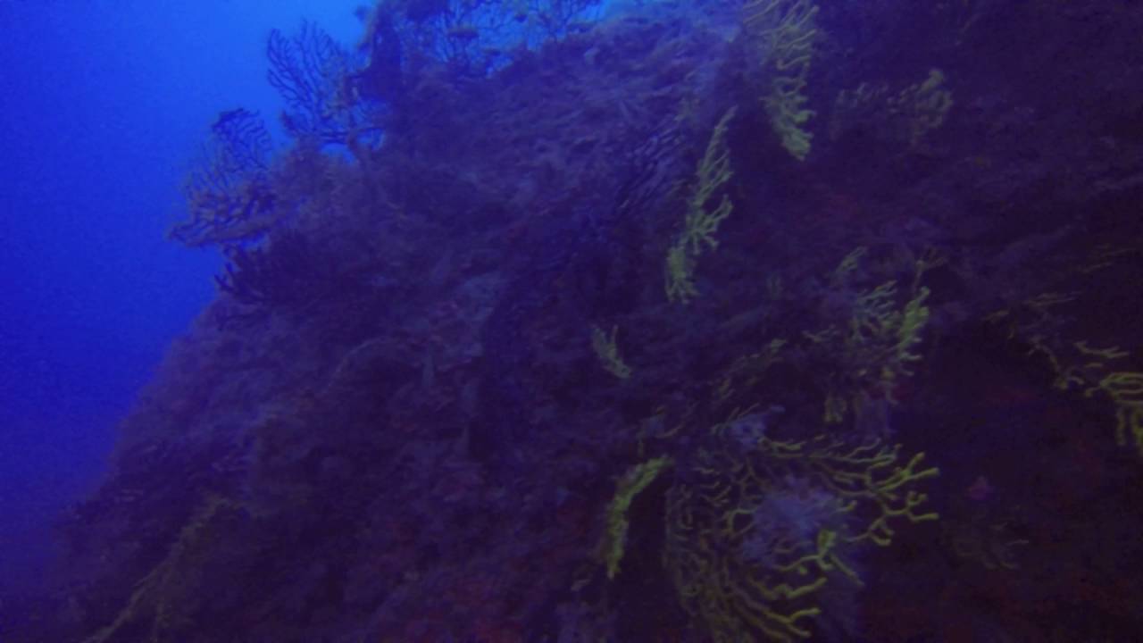 Gorgonie - isola di Dino
