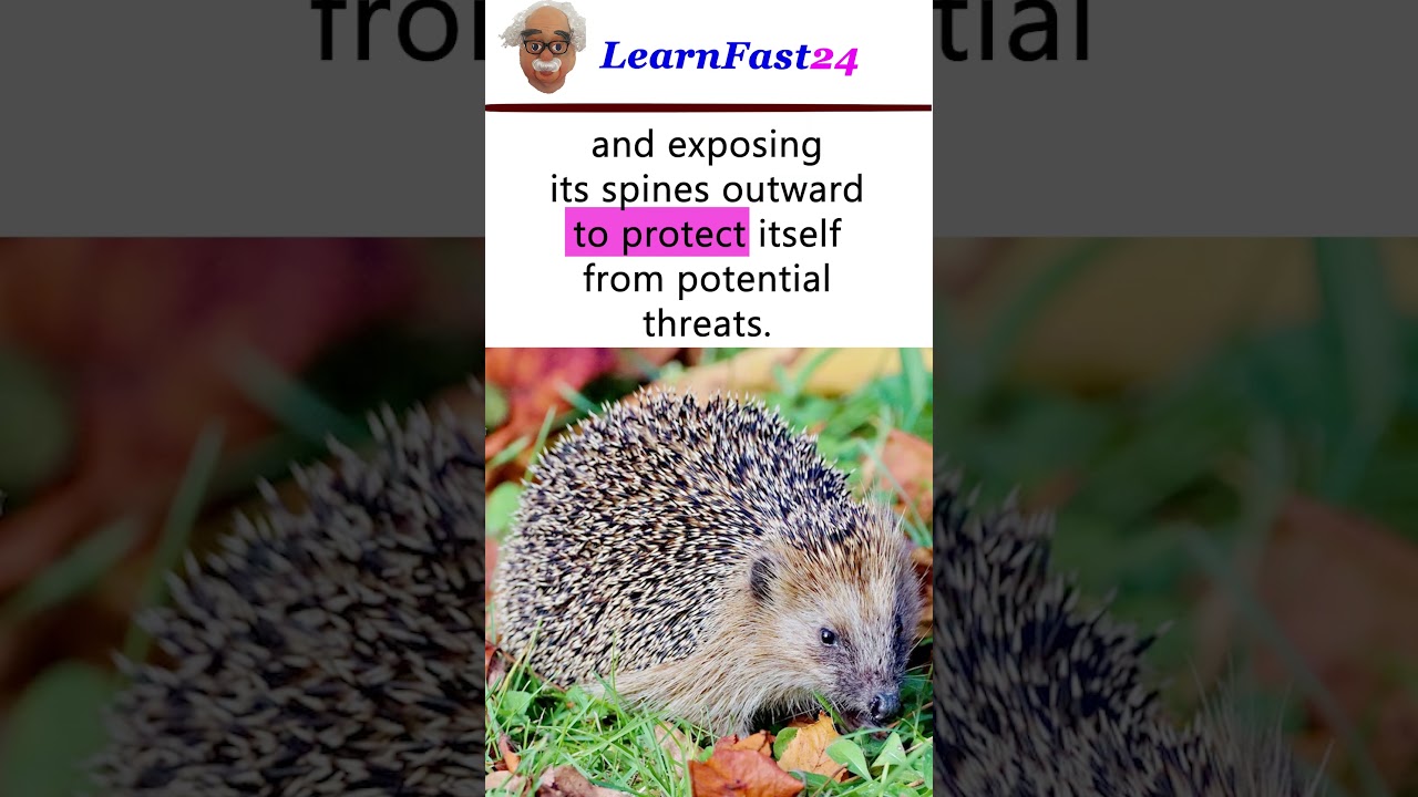 Hedgehog's Defense Mechanism #shorts #fyp  #animals #hedgehog
