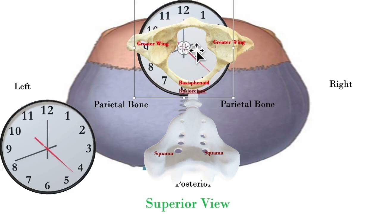 Cranial Animation Lateral Strain