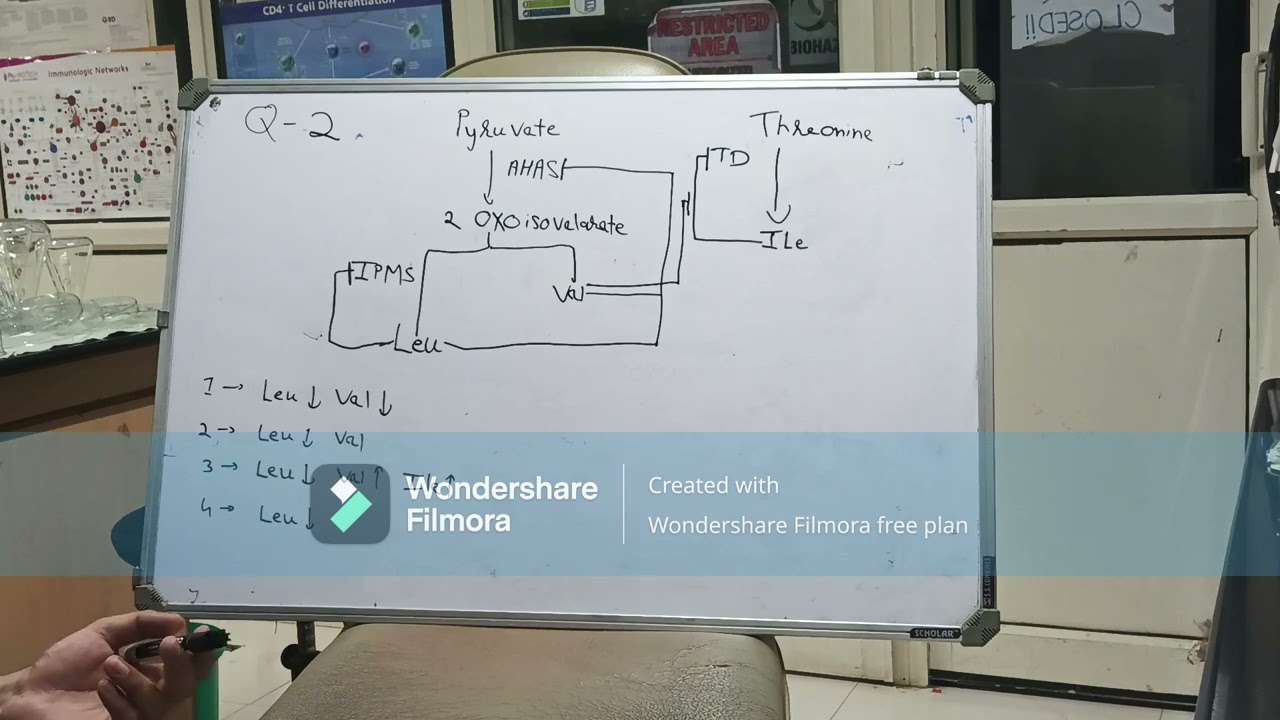 Amino acid metabolism