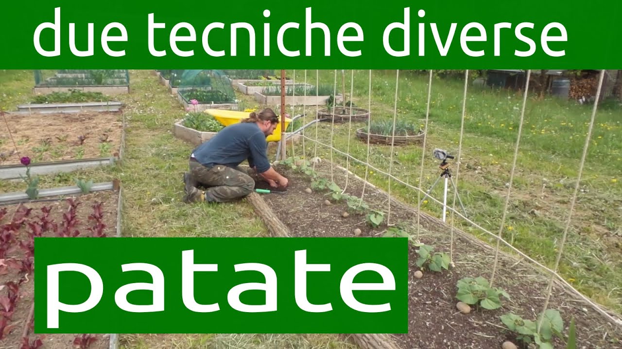 PATATE, messa a dimora con due tecniche diverse, no-dig in letto rialzato e metodo tradizionale