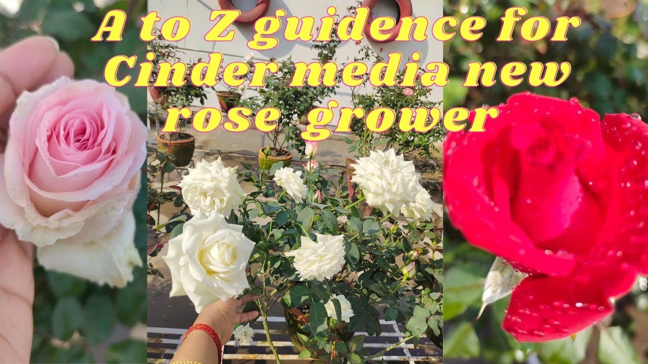 A to Z of Easy way to grow Rose| Beginners guide| Details of Rose Nursery| Cinder| Reporting|Feeding