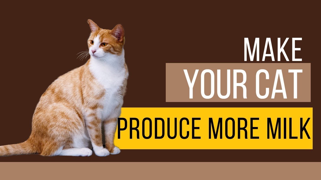 How Can I Get My Mother Cat To Produce More Milk