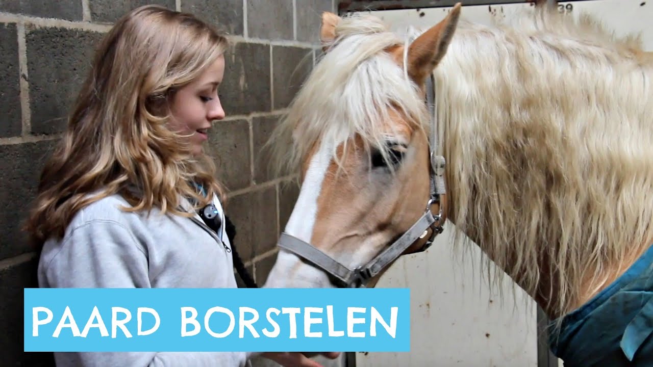 Hoe poets je een paard?