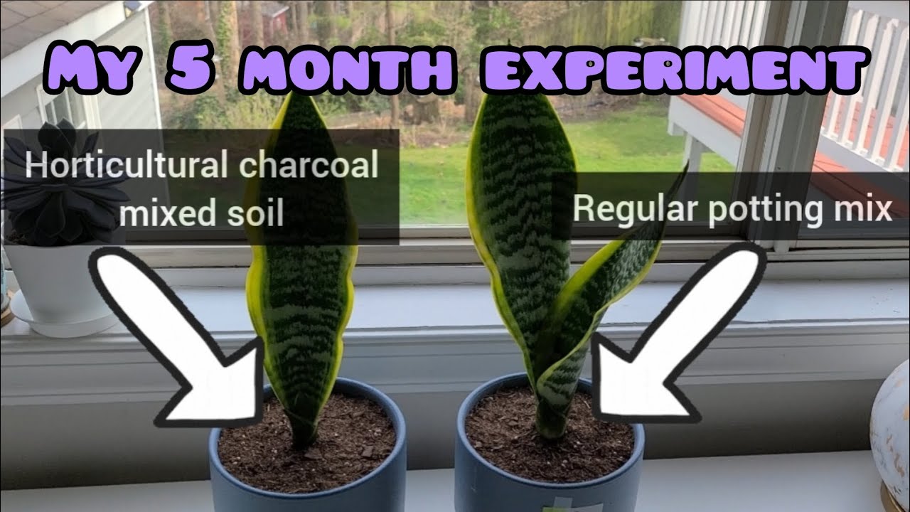 Does Horticultural Charcoal Accelerate Plant Growth? (A follow-up video of my experiment)