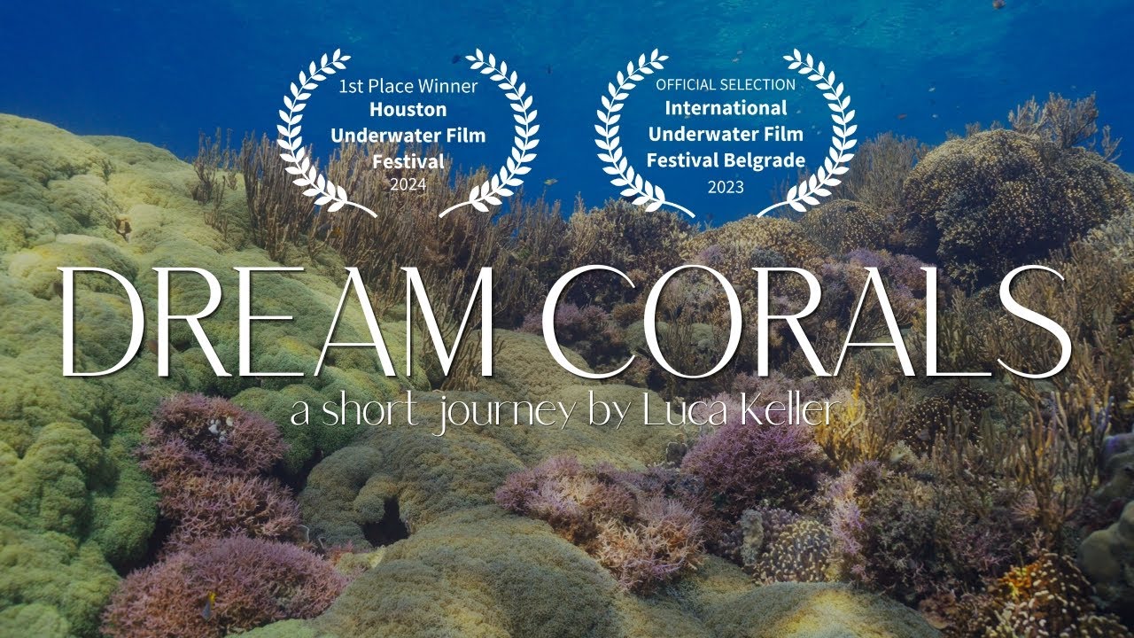 Dream Corals 4K - A visual journey | Healthy Coral Reefs of Timor Leste | Sony FX3 Underwater