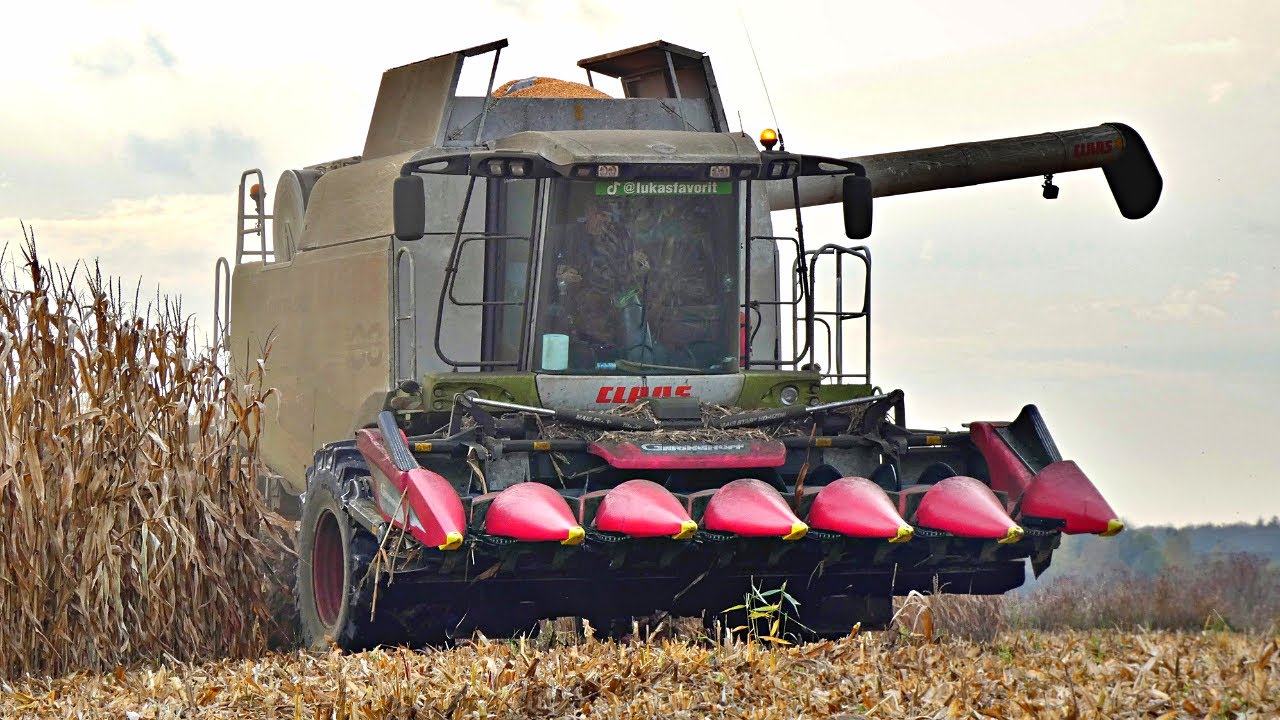 Kukurydza na ziarno 2022 | Usługi Rolnicze Sagro | Claas Lexion 540