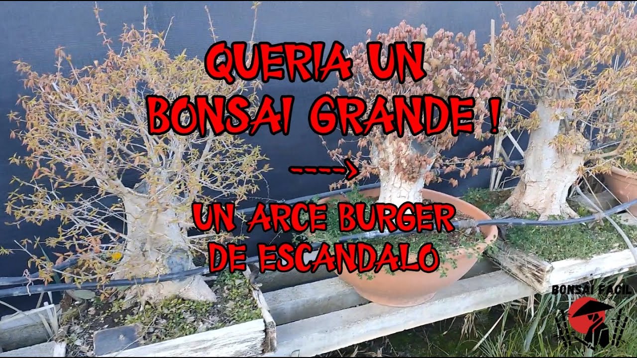Queria un Bonsai Big Burger con extra de nebari