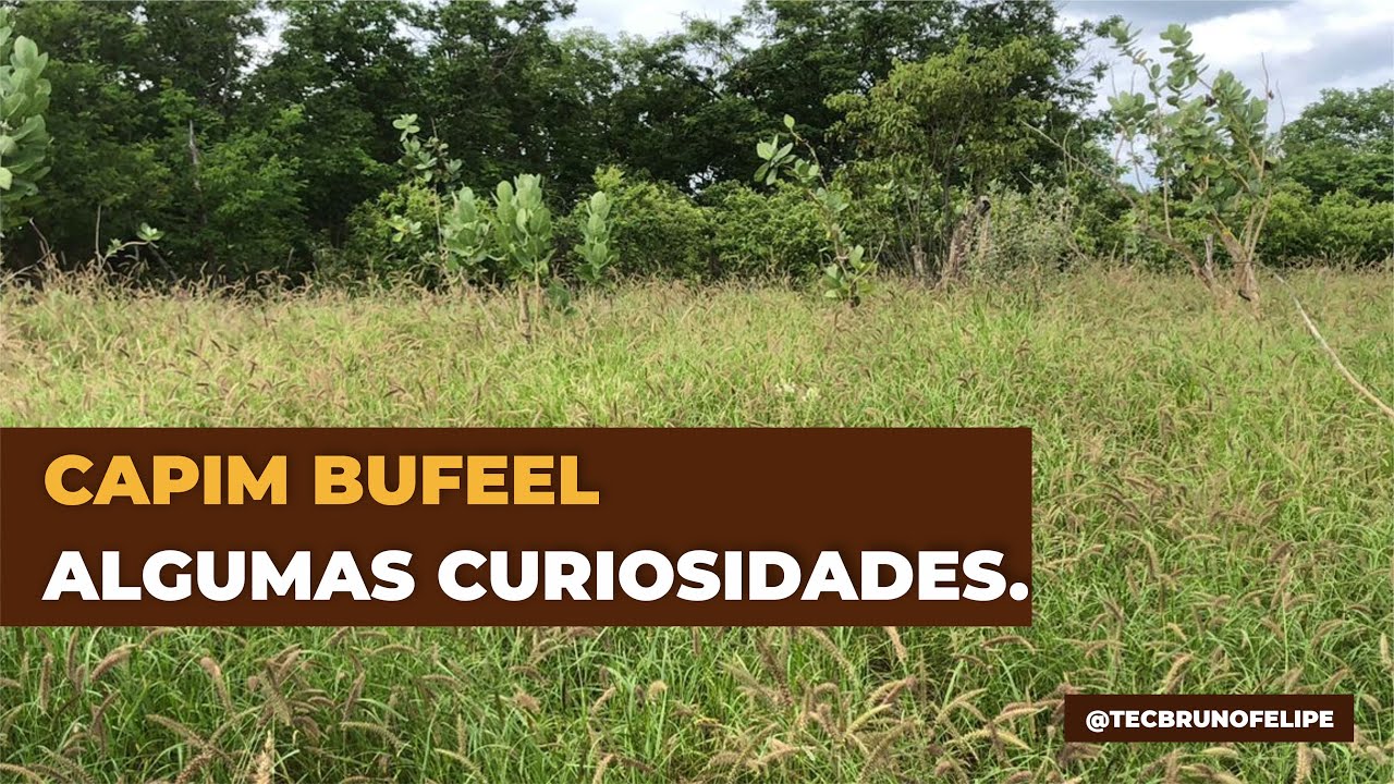 CAPIM BUFFEL | NO PERÍODO DAS CHUVAS