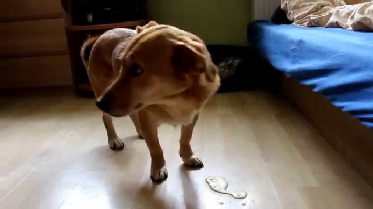 Hundeschule Froitzheim - der kotzende Aldo
