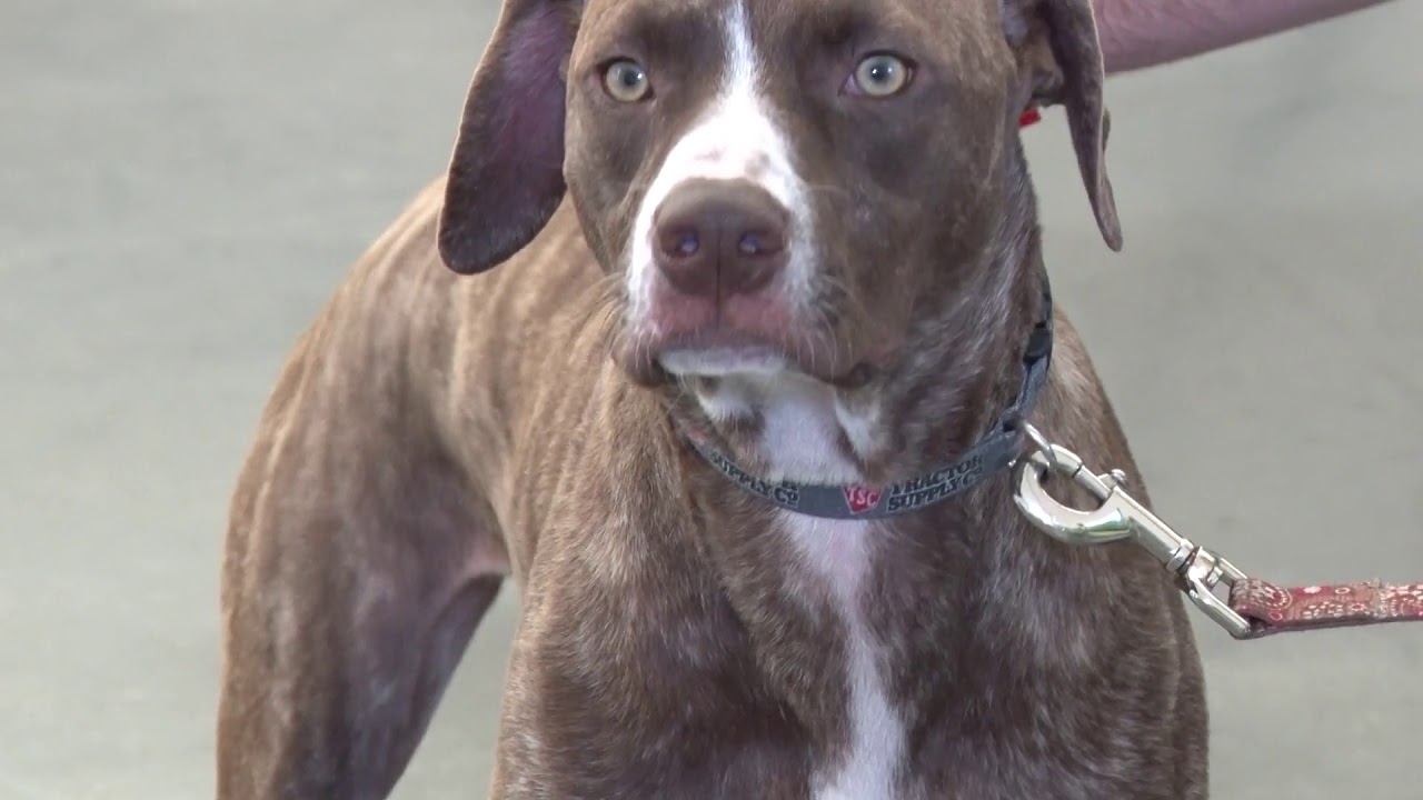 Sheriff Carmine Marceno Announces: Cell Dog Program