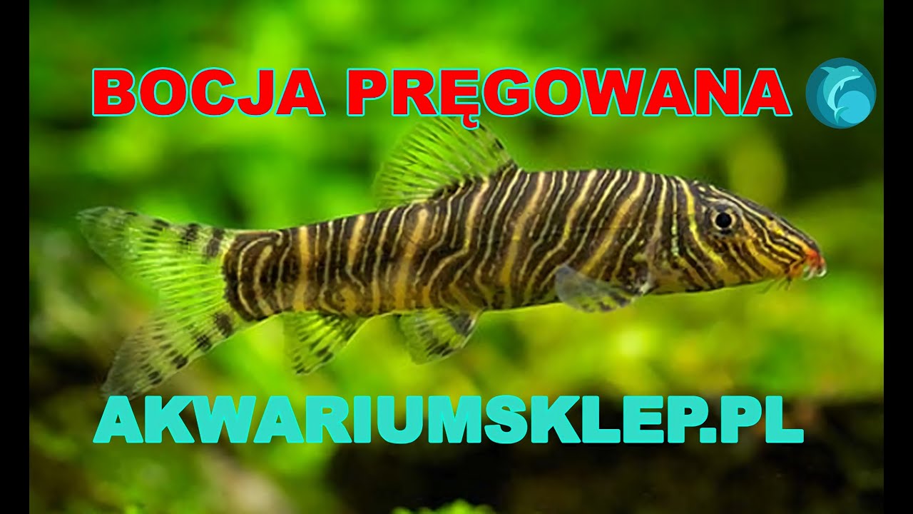 Bocja pręgowana Botia striata Przegląd