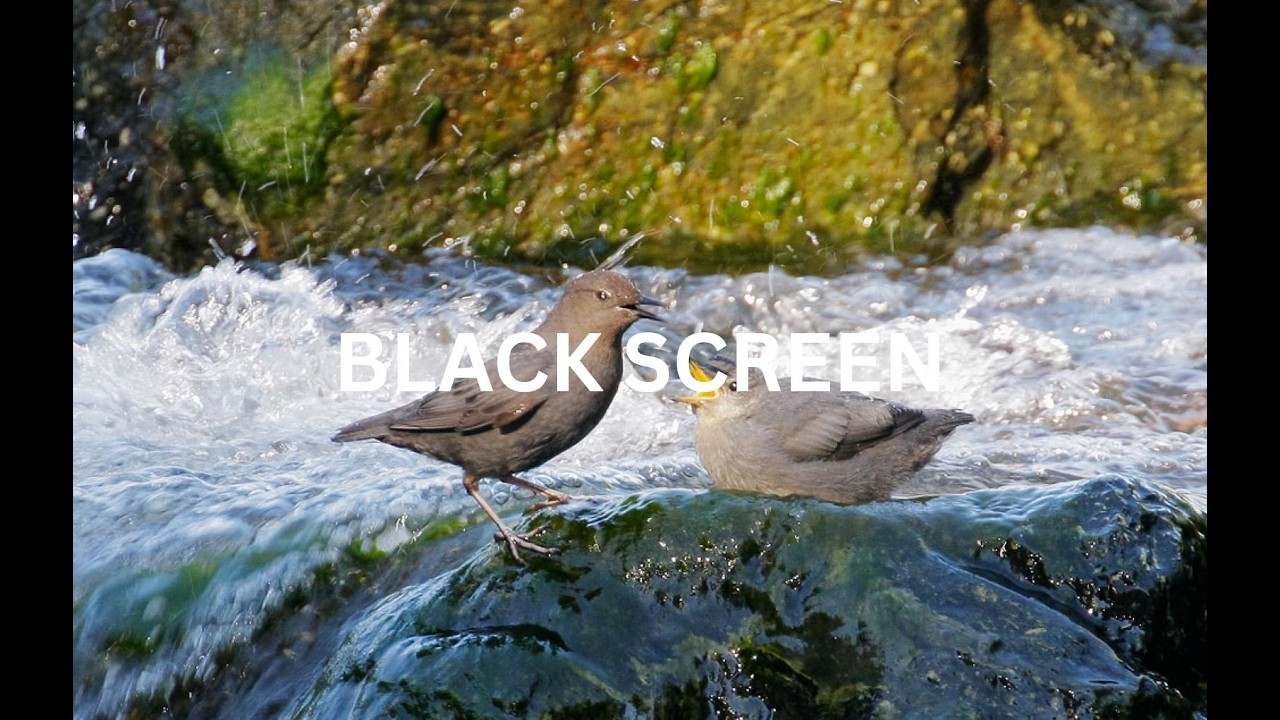 Chirping birds by a water stream (Dark Screen Ambience) - Nature Sounds for sleeping and relaxing